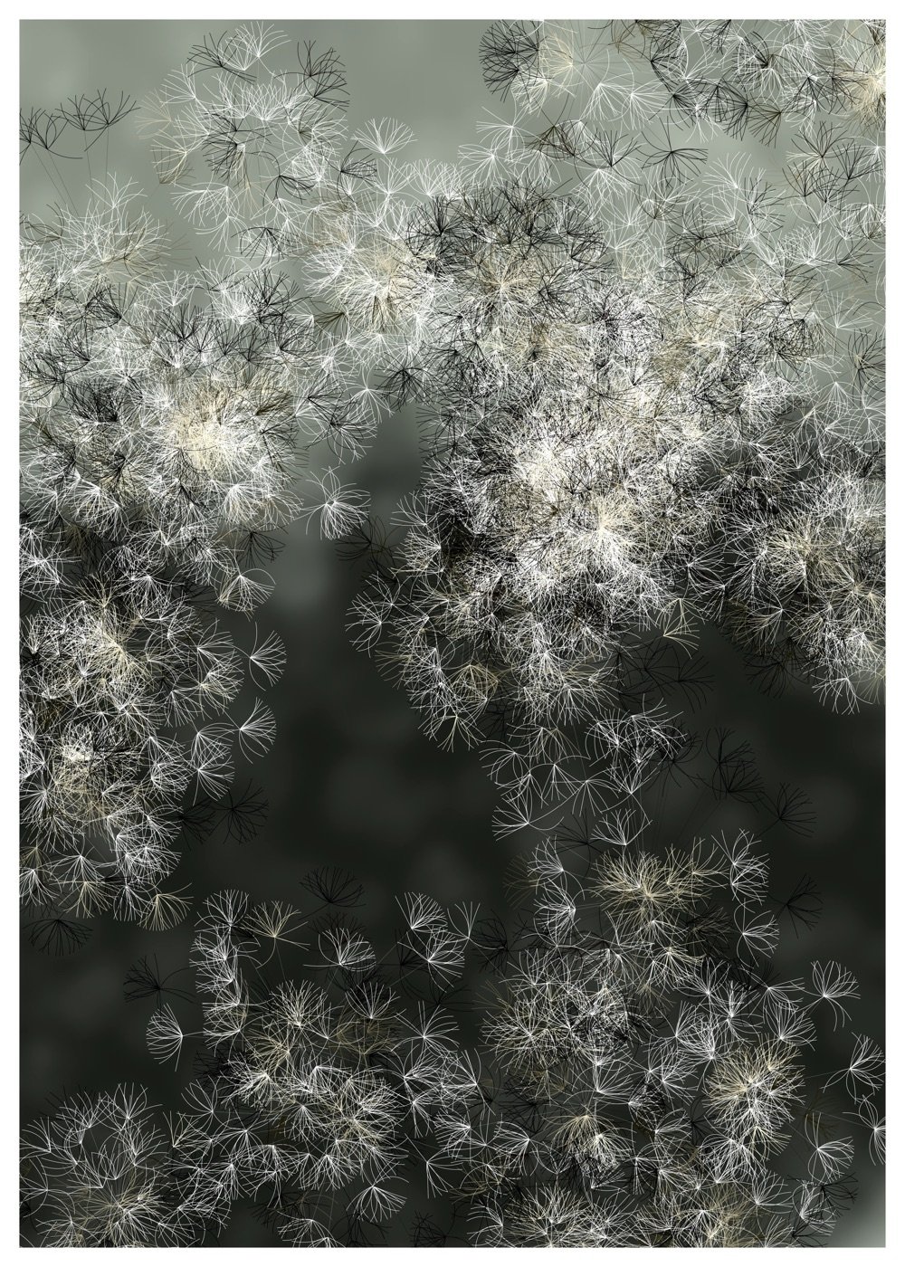Seeds