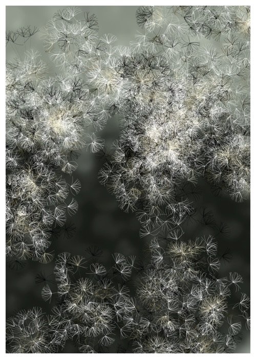 Seeds