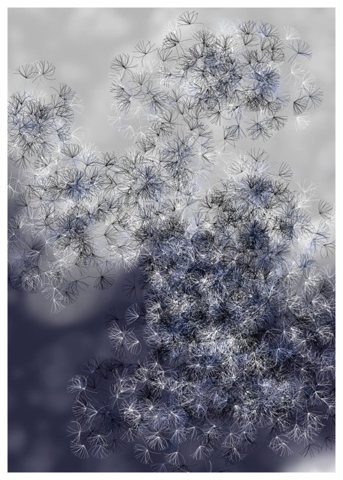 Seeds, image 4